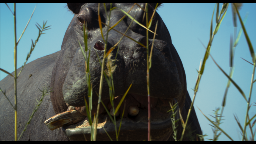 Pepe Imagines a Hippo’s Perspective on Life