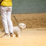 Regular dog walking found to improve mobility and reduce falls in older adults