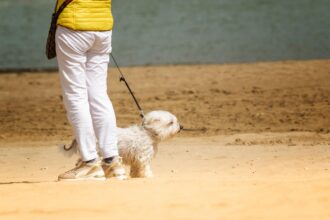 Regular dog walking found to improve mobility and reduce falls in older adults