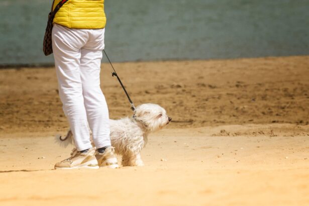 Regular dog walking found to improve mobility and reduce falls in older adults
