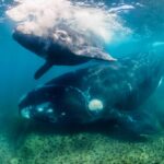 Some of These Whales May Live Twice as Long as Scientists Thought