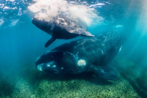 Some of These Whales May Live Twice as Long as Scientists Thought