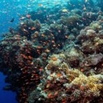 A diver is shown alongside a coral reef many times taller and wider than he is.