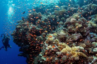 A diver is shown alongside a coral reef many times taller and wider than he is.