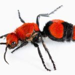 image of velvet ant