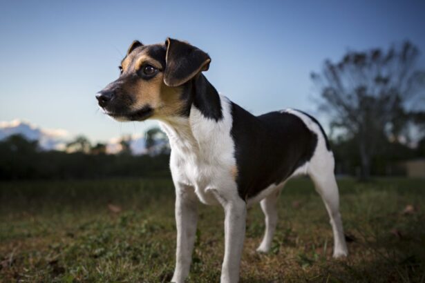 Energetic and Loyal: Meet the Danish-Swedish Farmdog, the Newest Breed Recognized by the American Kennel Club