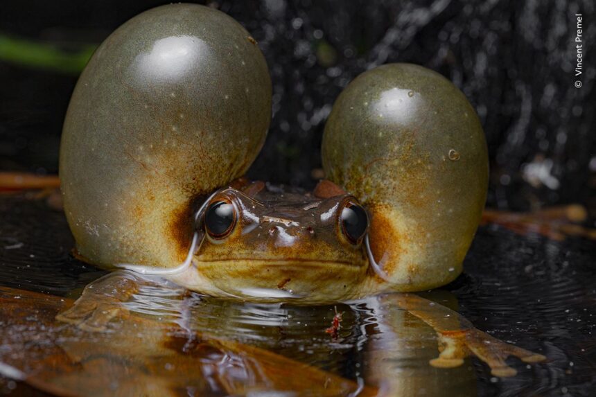 See 25 Incredible Images From the Wildlife Photographer of the Year Contest