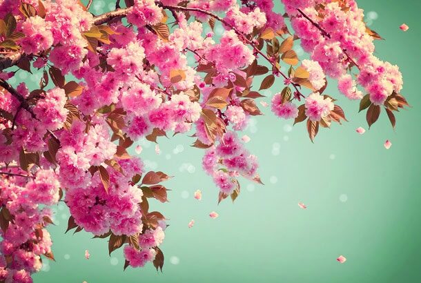 101 Short Spring Quotes for Your Letter Board to Welcome This Happy Season