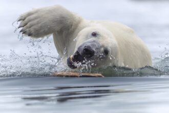 14 outstanding images from the 2025 World Nature Photographer Awards