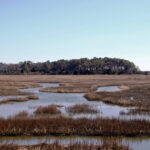 Ask a Scientist: What Value Do Wetlands Provide?