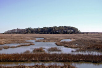 Ask a Scientist: What Value Do Wetlands Provide?