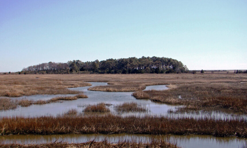 Ask a Scientist: What Value Do Wetlands Provide?