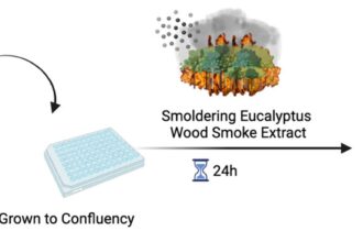 Assessing adverse neurological effects of wildfire smoke inhalation