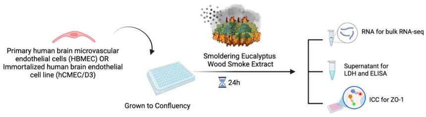 Assessing adverse neurological effects of wildfire smoke inhalation