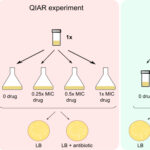 Bad in small doses—how misuse of antibiotics contributes to bacterial drug resistance