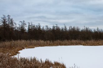 Bogs hold a key to climate solutions through carbon sequestration, but many have been drained