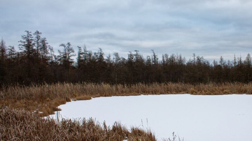 Bogs hold a key to climate solutions through carbon sequestration, but many have been drained