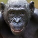 Bonobos Can Tell When a Human Doesn’t Know Something