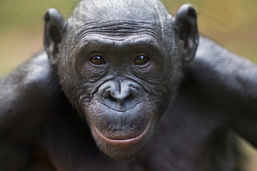 Bonobos Can Tell When a Human Doesn’t Know Something