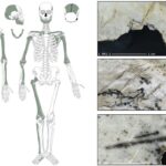 Butchered skulls point to Europe’s Ice Age cannibals