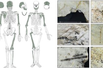 Butchered skulls point to Europe’s Ice Age cannibals