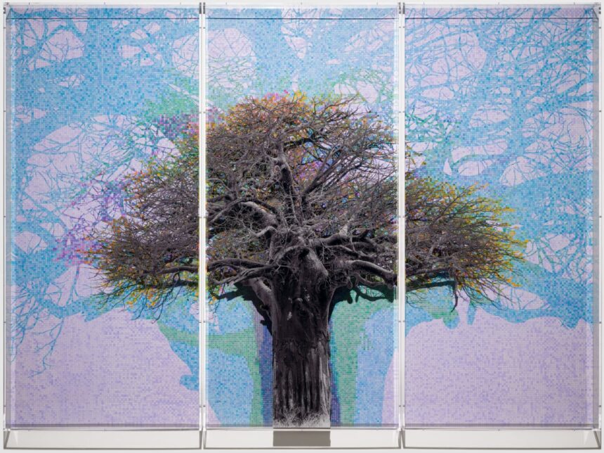 Charles Gaines Maps the Meanings of Ancient Baobab Trees in Meticulous Charts — Colossal