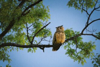 Finding Flaco Lovingly Details Owl’s Year of Freedom