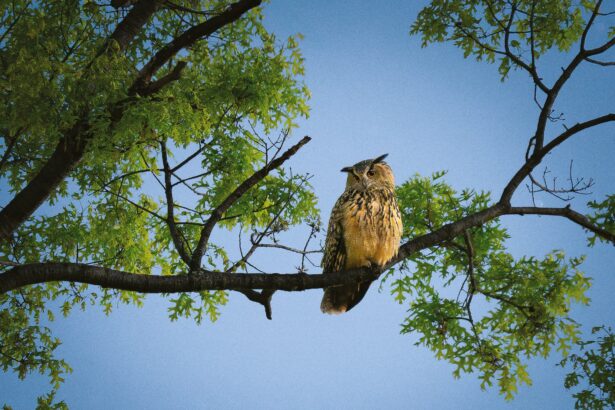 Finding Flaco Lovingly Details Owl’s Year of Freedom