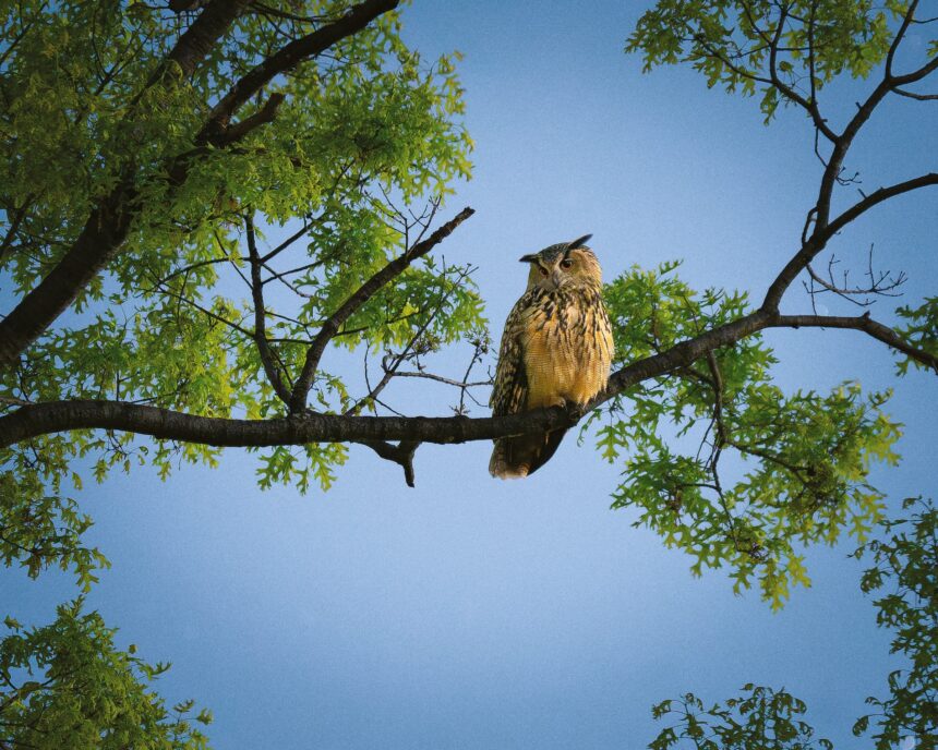 Finding Flaco Lovingly Details Owl’s Year of Freedom