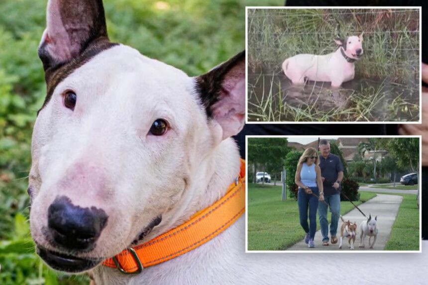 Florida dog Trooper who was cruelly tied to fence during Hurricane Milton beats cancer, other major health scare