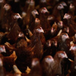 H5N1 bird flu, anti-vax sentiment, NIH latest