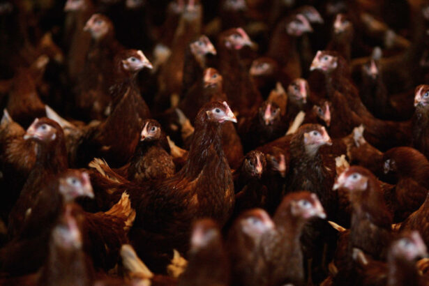 H5N1 bird flu, anti-vax sentiment, NIH latest