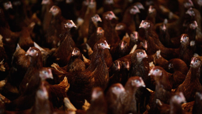 H5N1 bird flu, anti-vax sentiment, NIH latest