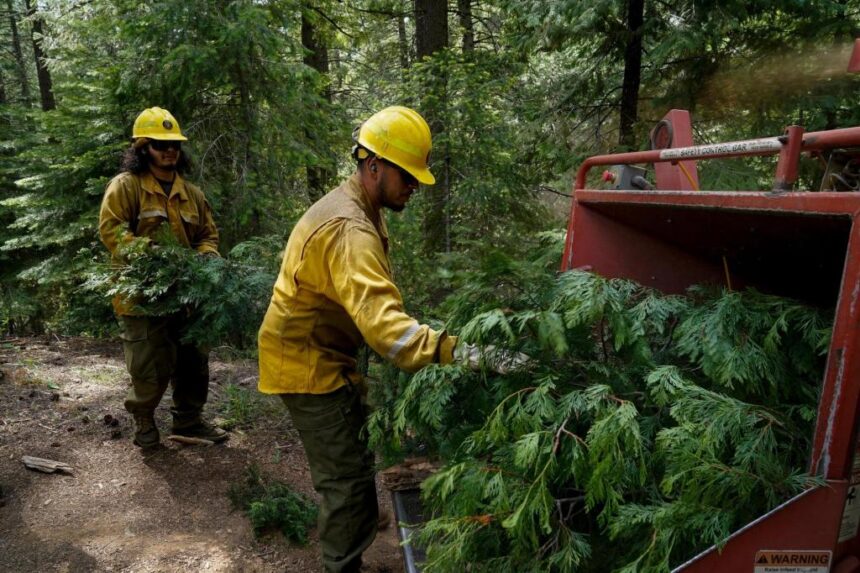 How Trump’s mass layoffs raise the risk of wildfires say fired workers