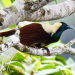 How fish biologists discovered birds of paradise have fluorescent feathers