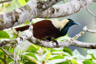 How fish biologists discovered birds of paradise have fluorescent feathers