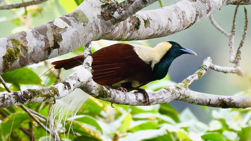 How fish biologists discovered birds of paradise have fluorescent feathers