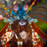 How mantis shrimp deliver punishing blows without hurting themselves