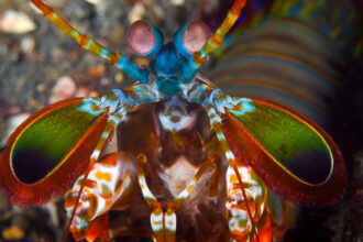 How mantis shrimp deliver punishing blows without hurting themselves