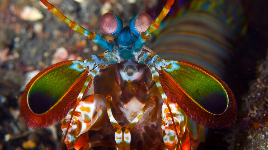 How mantis shrimp deliver punishing blows without hurting themselves