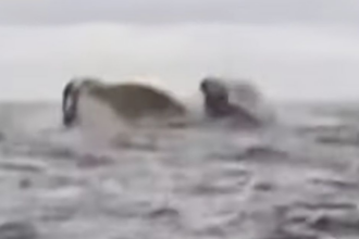 Humpback Whale Briefly Swallows Kayaker Off Chilean Coast