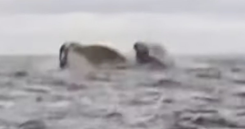 Humpback Whale Briefly Swallows Kayaker Off Chilean Coast