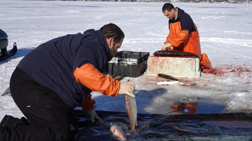 Ice fishing anglers help with Great Lakes research.