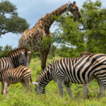 In a first, zebra cams reveal herds on the move with giraffes