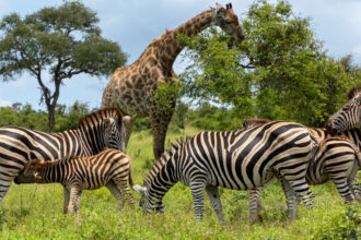 In a first, zebra cams reveal herds on the move with giraffes