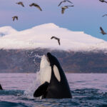 Killer whales murder great white sharks for their livers