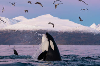 Killer whales murder great white sharks for their livers