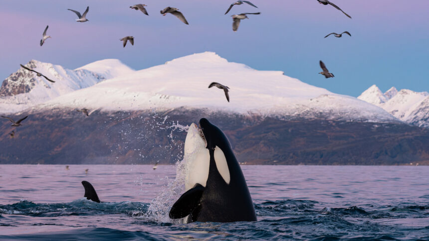 Killer whales murder great white sharks for their livers