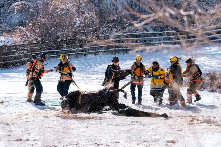 Loveland fire crews save horse trapped in frozen pond