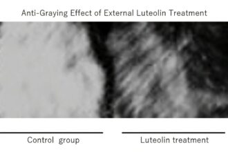 Luteolin, an antioxidant in vegetables, may contribute to the prevention of hair graying